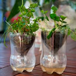 taller jardineria para adultos mayores zaragoza semillero reciclado botella plastico