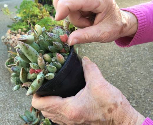 asesoramiento para residencias de actividades de jardinería terapéutica - limpiando crasas