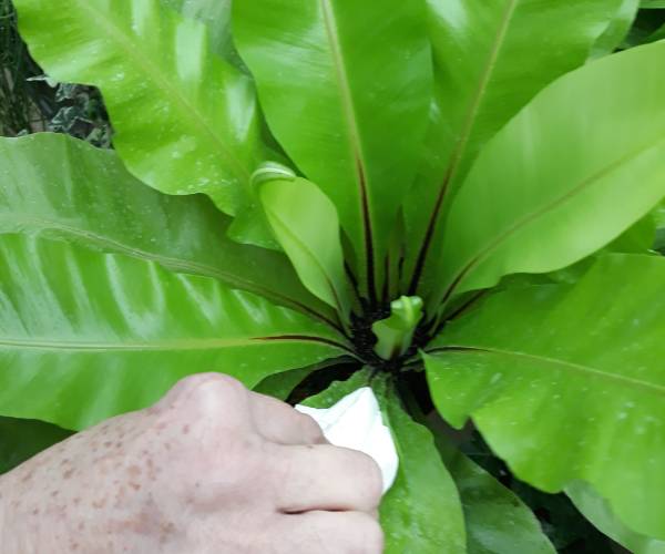 curso de plantas de interior en zaragoza - helecho nido de ave o Asplenium