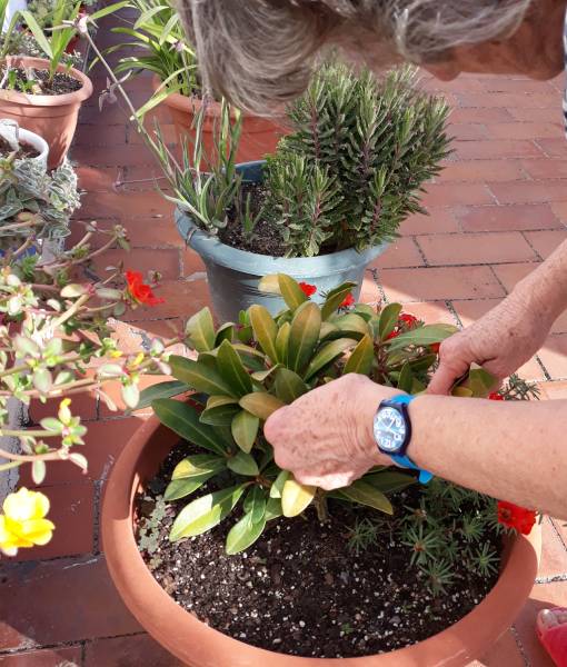 jardinería en maceta en zaragoza • cuidado plantas terraza