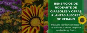 beneficios-de-rodearte-de-girasoles-y-otras-plantas-alegres-de-verano