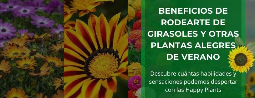 beneficios-de-rodearte-de-girasoles-y-otras-plantas-alegres-de-verano