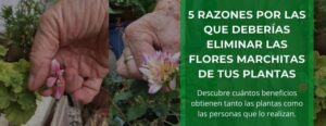 5 razones por las que deberías eliminar las flores marchitas de tus plantas