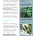 Eva Creus - Publicaciones - Terapeuta Hortícola - Revista Mi Jardín 4b