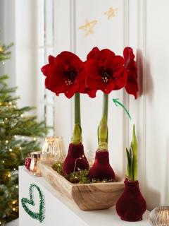 Flores y plantas de navidad que decoran tu casa y mejoran tu bienestar • Amarilis