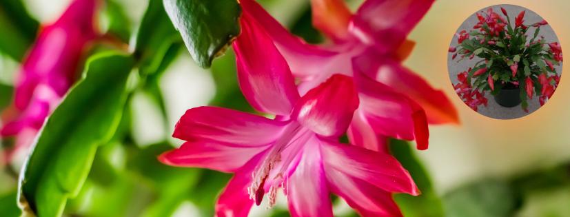 Flores y plantas de navidad que decoran tu casa y mejoran tu bienestar • Cactus de navidad o Schlumbergera truncata