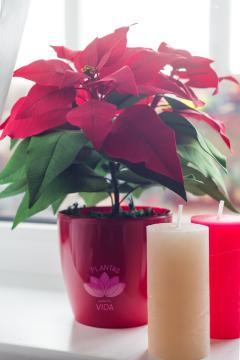 Flores y plantas de navidad que decoran tu casa y mejoran tu bienestar • Poinsetia