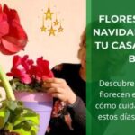 Flores y plantas de navidad que decoran tu casa y mejoran tu bienestar • Plantas para la Vida