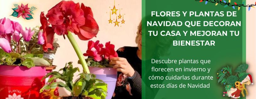 Flores y plantas de navidad que decoran tu casa y mejoran tu bienestar • Plantas para la Vida