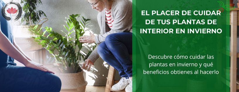 Cómo cuidar tus plantas de interior en invierno • portada artículo