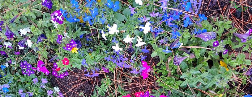 4 beneficios para tu estado de animo-al-cuidar un jardín de primavera-verano • manto de flores