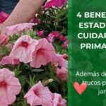 4 beneficios para tu estado de animo-al-cuidar un jardín de primavera-verano • despuntando petunias