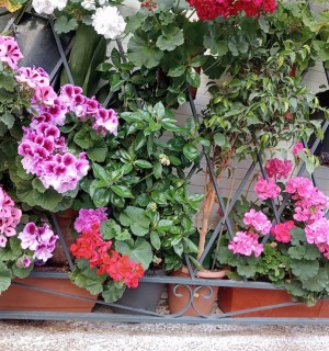 4 beneficios para tu estado de animo-al-cuidar un jardín de primavera-verano • plantas vertical