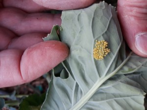 Como transformar las amenazas de tu jardín de verano en tareas mas positivas • Plaga Huevos