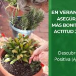 En verano más que nunca, asegúrate unas plantas más bonitas cultivando una Actitud Jardinera Positiva