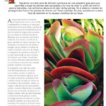 Eva Creus - Publicaciones - Terapeuta Hortícola - Revista Mi Jardín 9