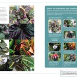 Eva Creus - Publicaciones - Terapeuta Hortícola - Revista Mi Jardín 9