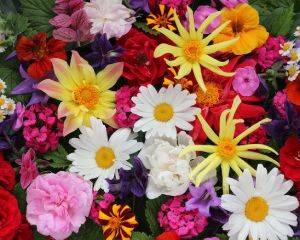 7 Razones y Trucos para Crear tu Jardín Interior en Otoño • Verbena de flores de Otoño