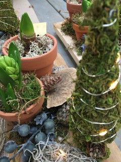 Cómo Cultivar Plantas Bulbosas de Primavera en Invierno en Casa • Decoración Navideñas con Bulbos