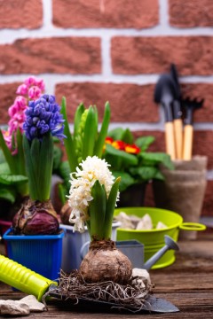 Cómo Cultivar Plantas Bulbosas de Primavera en Invierno en Casa • Jacintos Florecidos