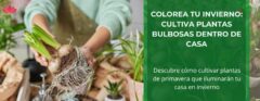 Cómo Cultivar Plantas Bulbosas de Primavera en Invierno en Casa