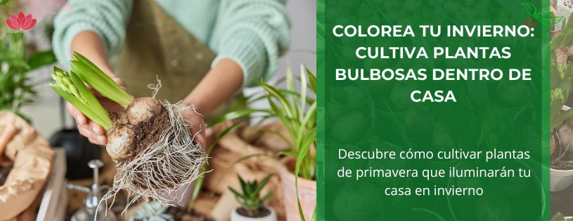 Cómo Cultivar Plantas Bulbosas de Primavera en Invierno en Casa