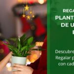 Regala Felicidad: Plantas, el secreto de una Navidad Especial