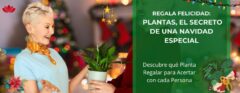 Regala Felicidad: Plantas, el secreto de una Navidad Especial