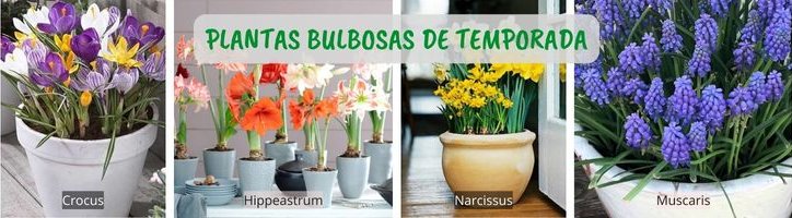 17 Tips para Iniciarse en Jardinería de Interior • Plantas Bulbosas de Temporada • Plantas para la Vida