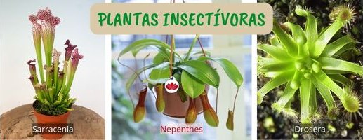 17 Tips para Iniciarse en Jardinería de Interior • Plantas Insectívoras • Plantas para la Vida