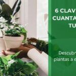 6 Claves para Saber cuanta Luz Necesitan tus Plantas • Plantas para la Vida