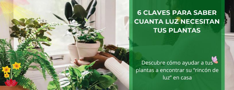 6 Claves para Saber cuanta Luz Necesitan tus Plantas • Plantas para la Vida