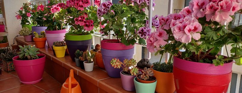 Cómo Ayudar a tus padres mayores a cuidar sus plantas sin esfuerzo: Guía Práctica • Plantas para la Vida • Jardín de Macetas en Balcón