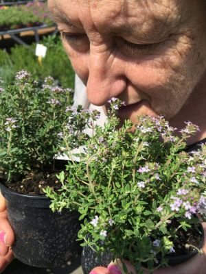Cómo sacar el Máximo partido a tu Jardín Aromático en Maceta • Plantas para la Vida • Disfrutando del aroma del tomillo