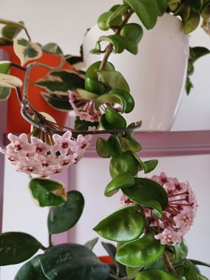Cómo sacar el Máximo partido a tu Jardín Aromático en Maceta • Plantas para la Vida • Hoyas