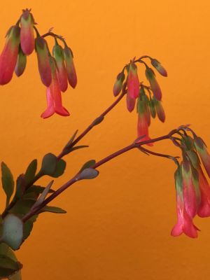 7 Tipos de Felicidad que Solo las Plantas Pueden Darte (sin necesidad de un Jardín) • Plantas para la Vida • Kalanchoe Daigremontiana