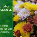 Margaritas de Otoño: Pequeños Soles que no se Apagan • Plantas para la Vida • Hero