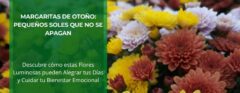 Margaritas de Otoño: Pequeños Soles que no se Apagan • Plantas para la Vida • Hero