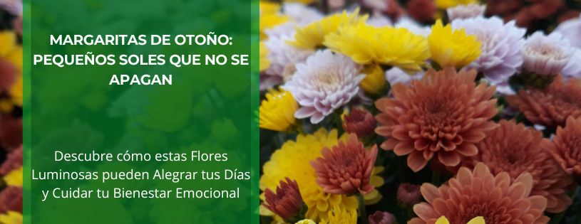 Margaritas de Otoño: Pequeños Soles que no se Apagan • Plantas para la Vida • Hero