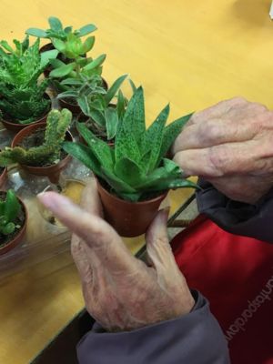 Redescubrir el Tacto: Mindfulness y Jardinería Terapéutica con tus Plantas de Casa • Plantas para la Vida • Suculentas varias