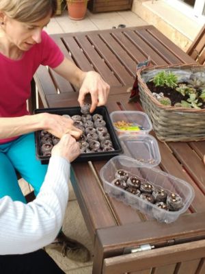 Como sembrar semillas en macetas en casa paso a paso • Plantas para la Vida