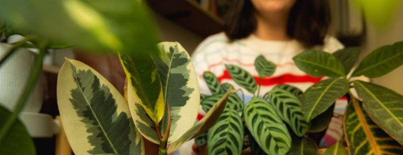 Baños de Bosque en Casa con Macetas • Plantas para la Vida • Persona sonriente rodeada de plantas de interior en casa practicando un baño de bosque entre macetas – bienestar emocional y conexión con la naturaleza en el hogar