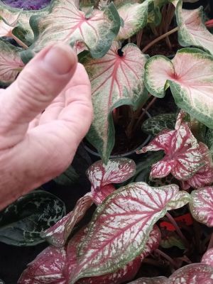 Baños de Bosque en Casa con Macetas • Plantas para la Vida • Mano tocando con atención las hojas de un caladium – tacto consciente y conexión sensorial con las plantas de interior en la Jardinería Plena del Bienestar